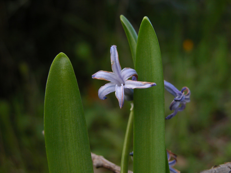 Hyacinthus orientalis